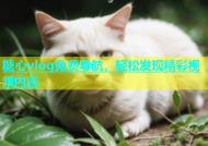 糖心vlog免费导航，轻松发现精彩视频内容