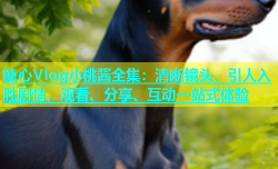 糖心Vlog小桃酱全集：清晰镜头、引人入胜剧情，观看、分享、互动一站式体验