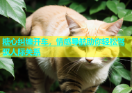 糖心纠缠开车，情感导航助你轻松驾驭人际关系